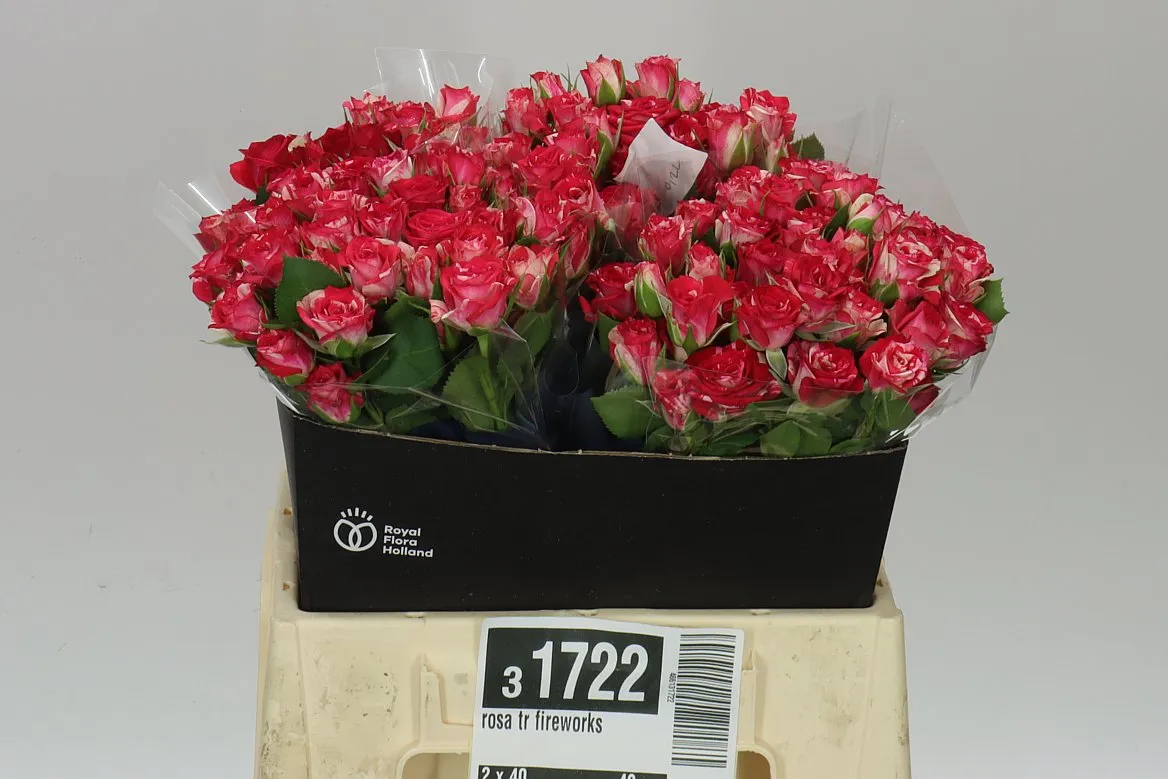 Rosa Tr Fireworks • 40 cm