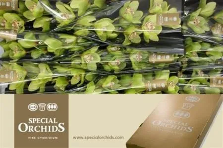 Cymb Tak Gladys • 60 cm