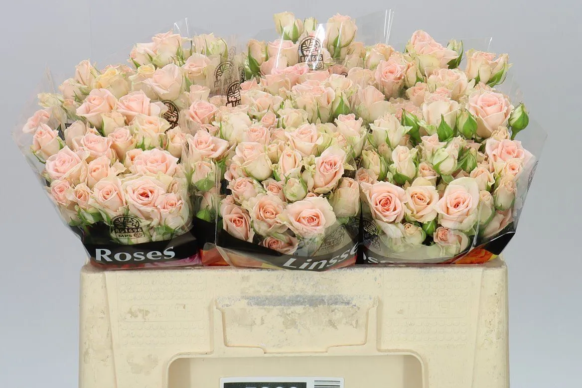 Rosa Tr Sweet Sara • 50 cm