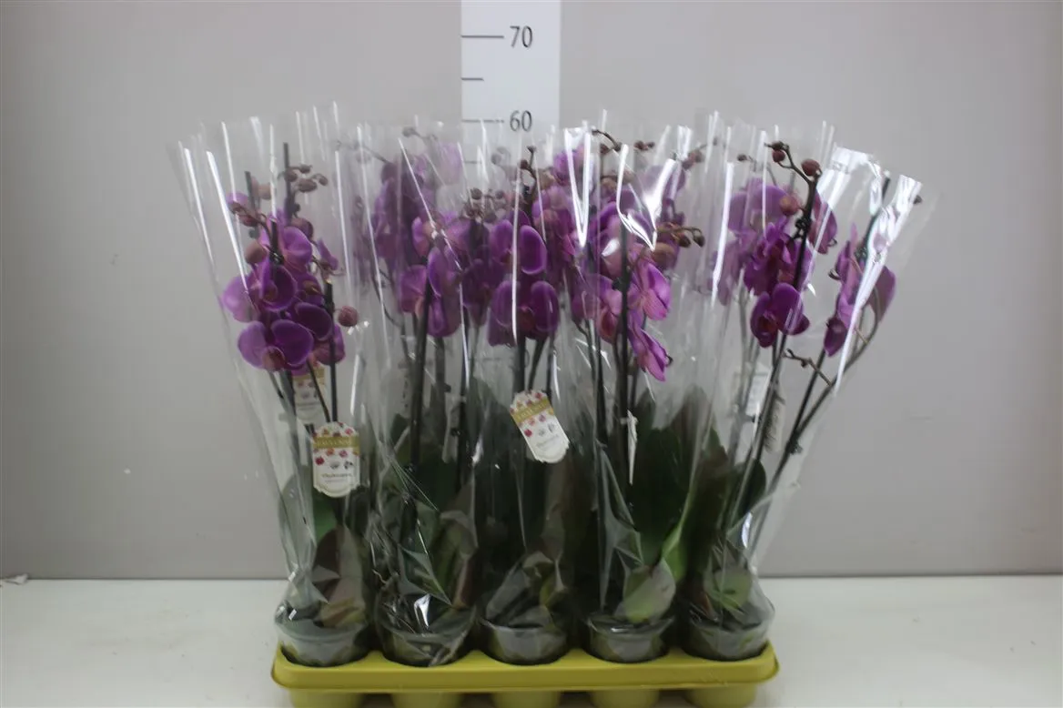 Orchidea Phalaenopsis Durban, 2 výhony • črepník 12 cm