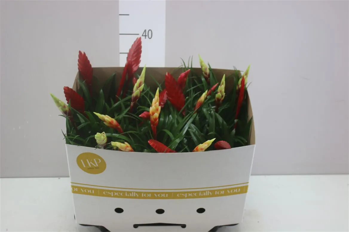 Vriesea Mf mix • črepník 12 cm