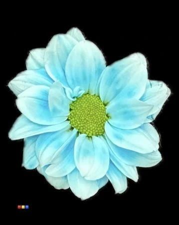 Chryzantéma trsová Kennedy Pastel Blue • 70 cm