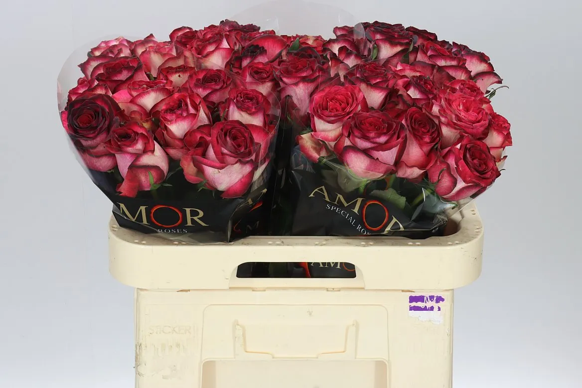 Rosa Gr Tzar • 60 cm