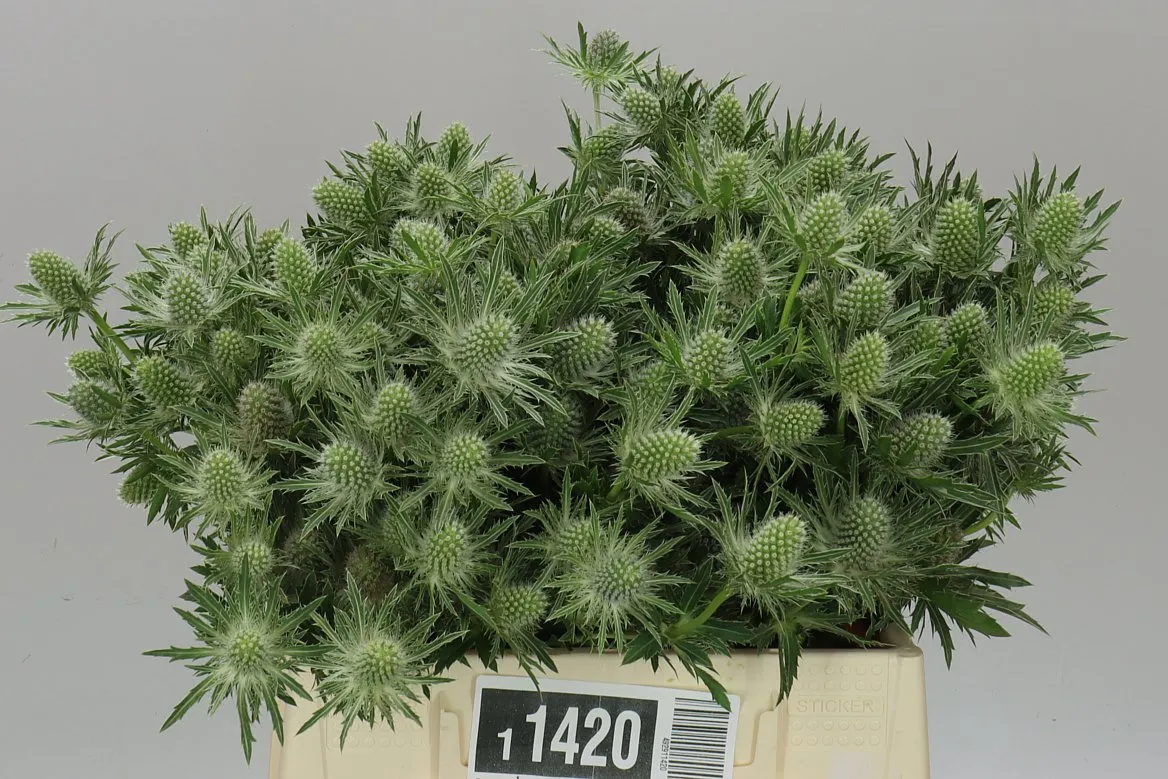Eryngium Sirius • 40 cm