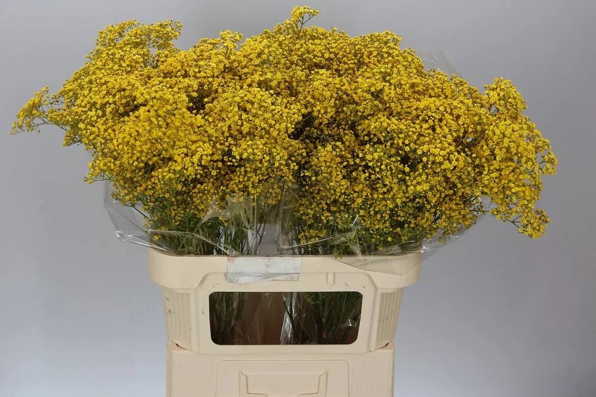 Gypsofila Million Star farbená Yellow