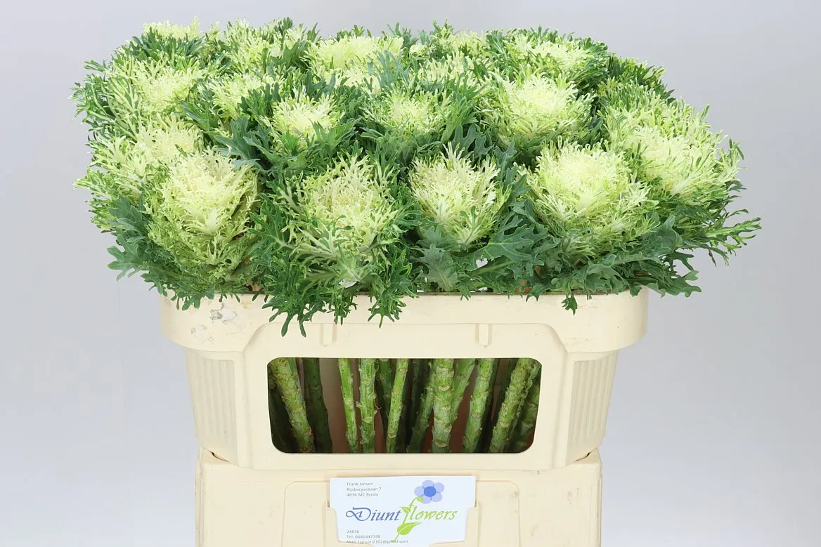 Okrasná kapusta Queen White • 70 cm