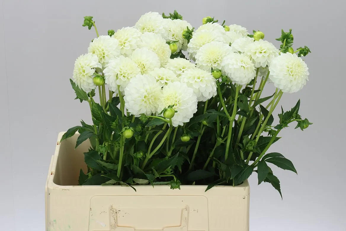 Dahlia Petras Wedding • 50 cm