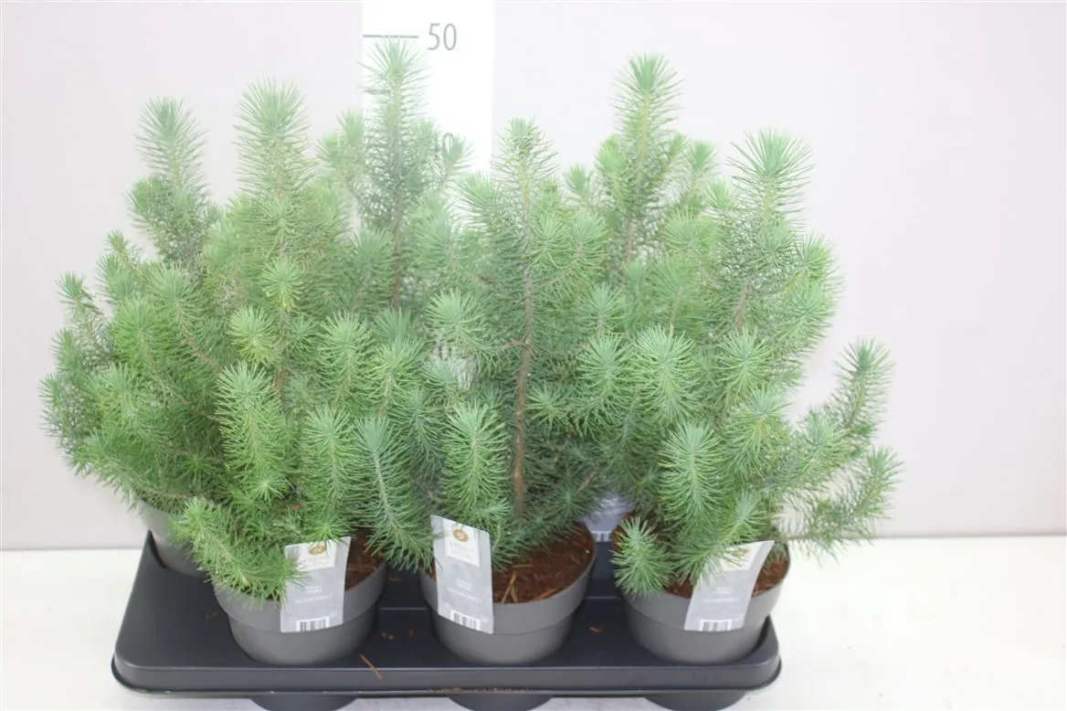 Pinus Silver Crest • črepník 15 cm