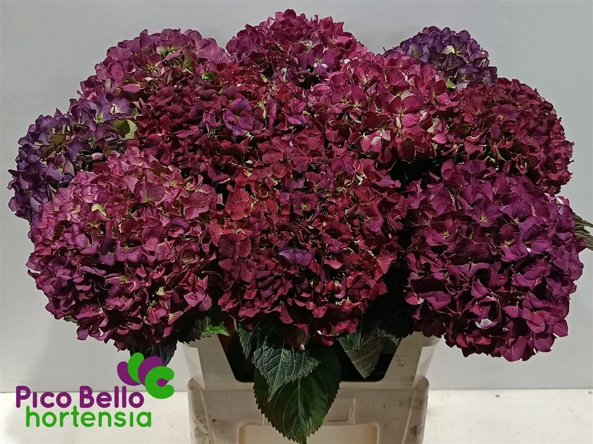 Hortenzia Benefit Classic • 80 cm