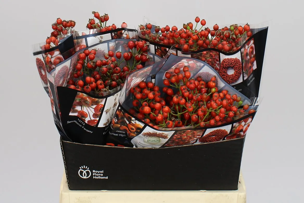 Šípky Autumn Rosefruits • 40 cm