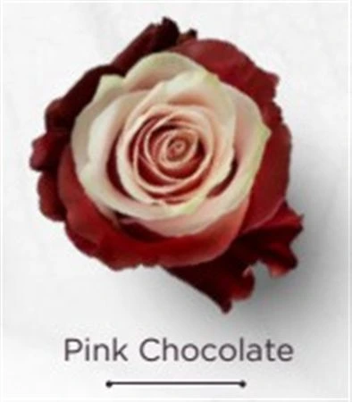 Ruža farbená Pink Chocolate, Ekvádor • 50 cm