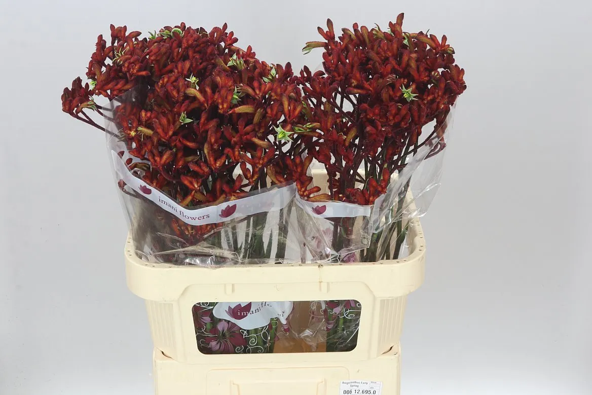 Anigozanthos Early Spring • 80 cm