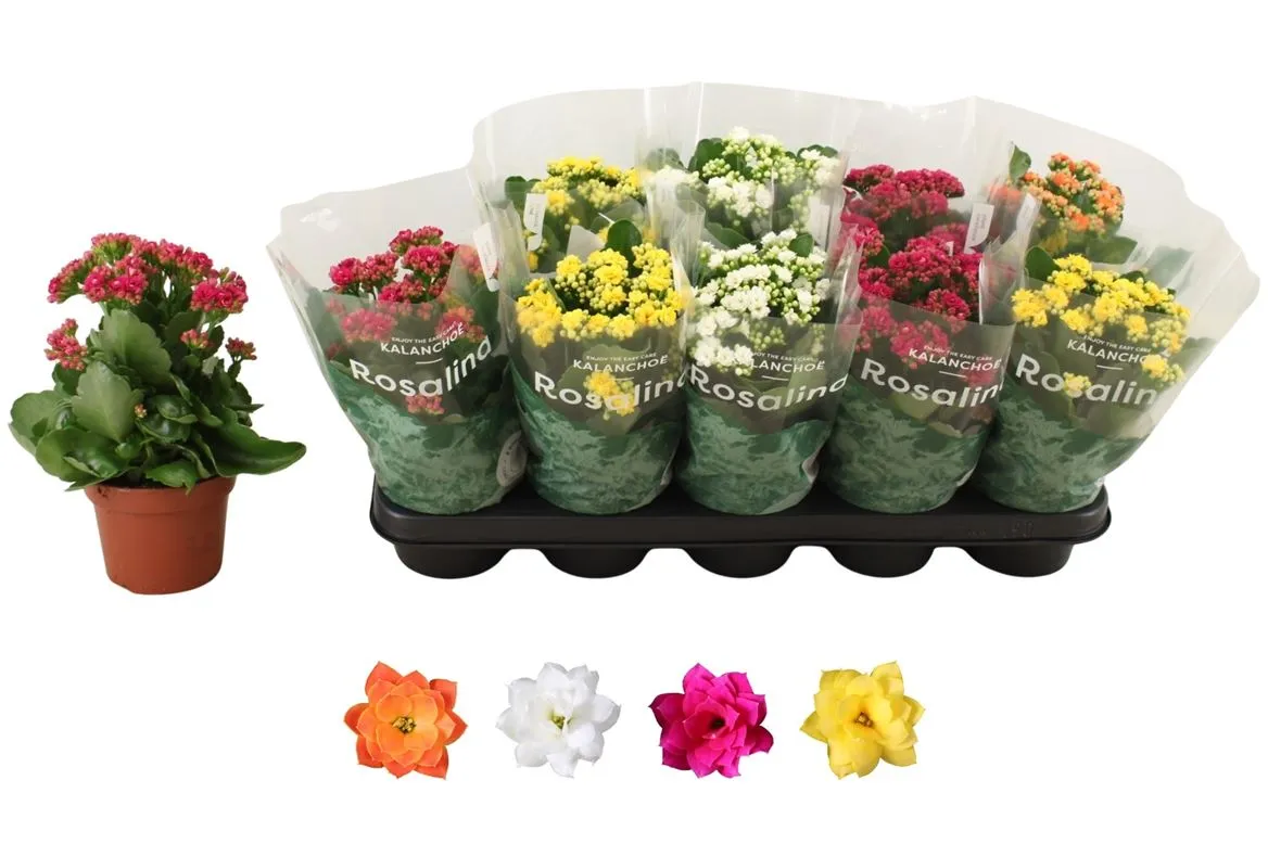 Kalanchoe Rosalina Mix Rijp • črepník 12 cm