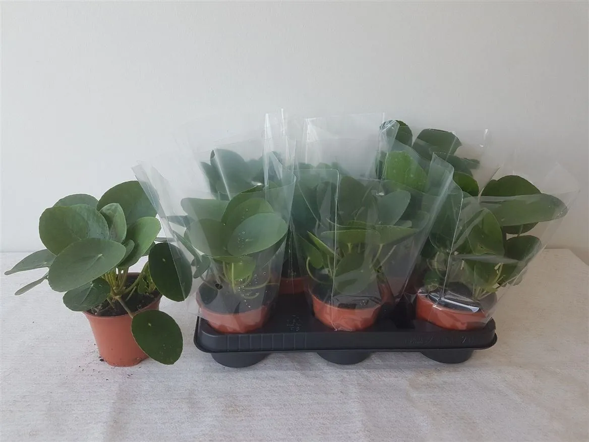 Pilea Peperomoides • črepník 11 cm