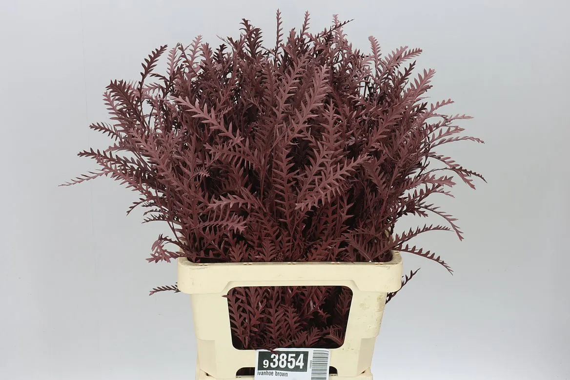 Ivanhoe Brown • 60 cm
