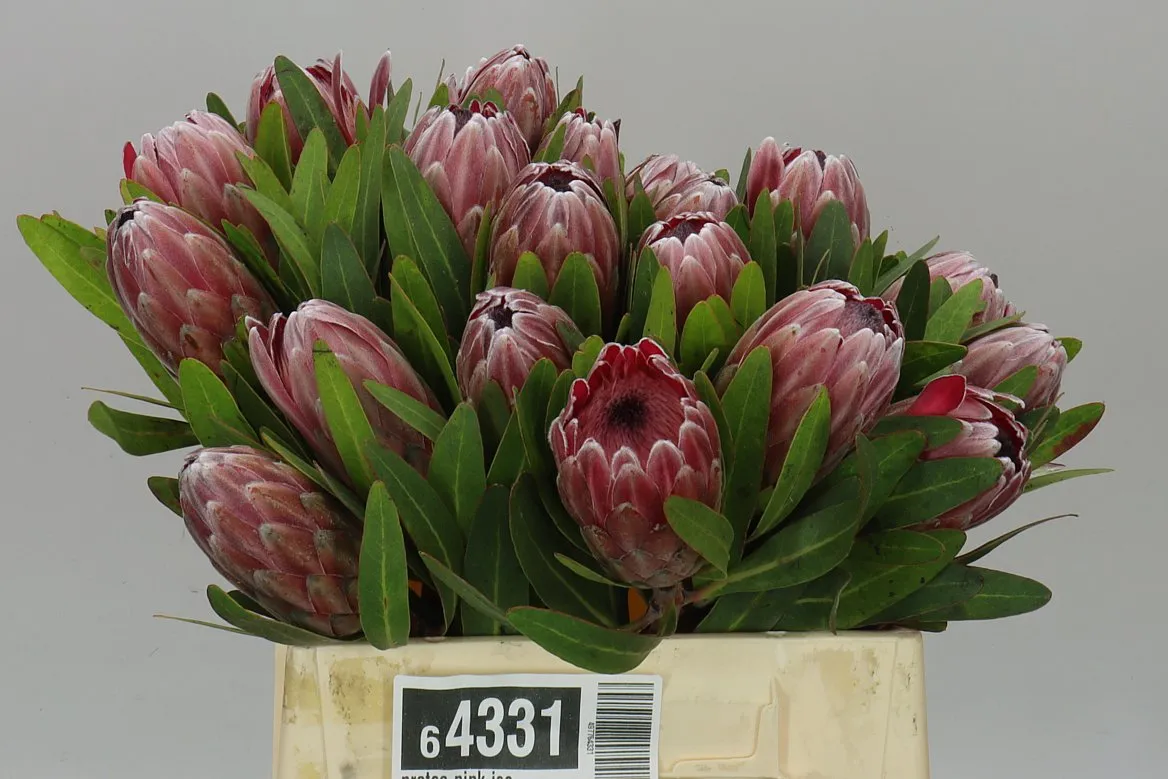 Protea Pink Ice • 40 cm