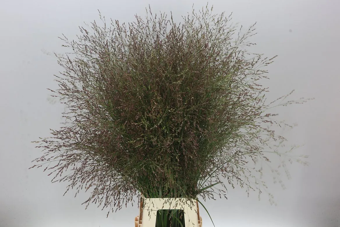 Panicum Warrior • 90 cm