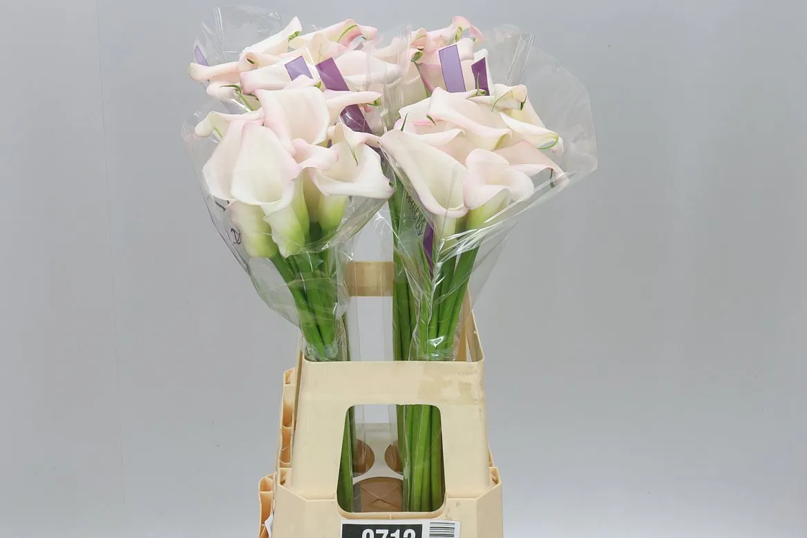 Zant Sweet Art • 65 cm