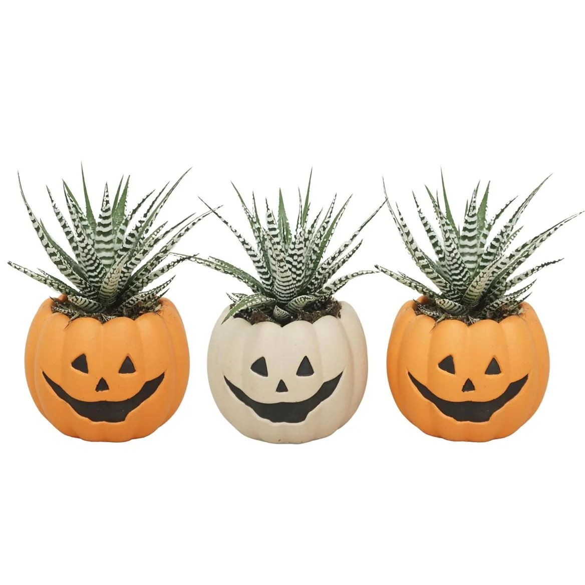 Haworthia Alba In 12cm 'halloween Pompoen Pot' • črepník 8,5 cm