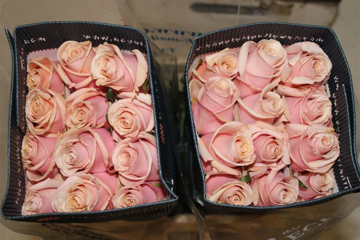 Rosa Gr Ec Mother Of Pearl • 40 cm