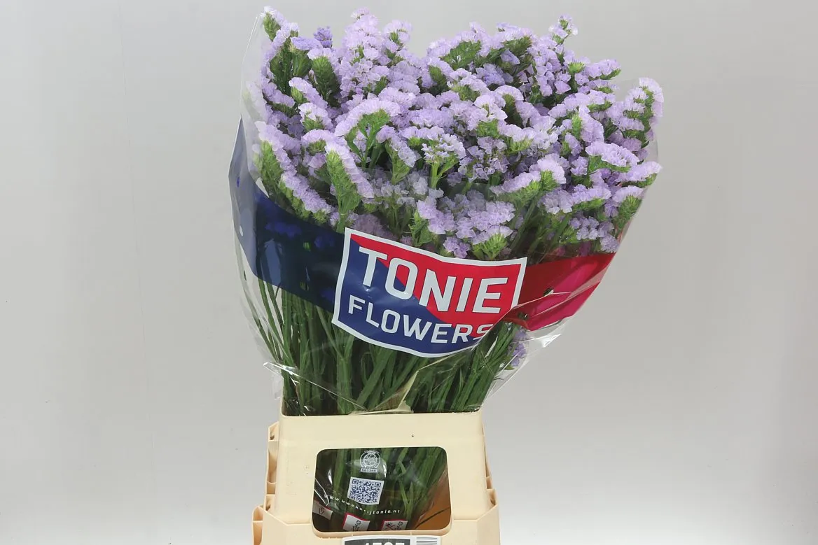 Limónium S Tonie Lavender • 80 cm