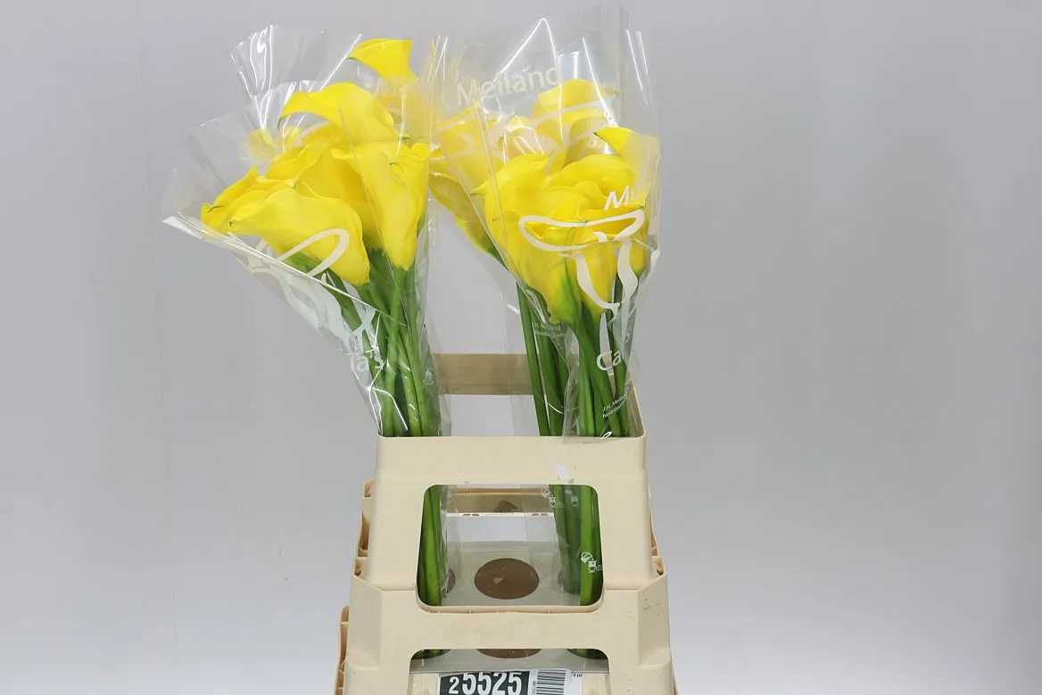 Zant Gold Medal • 65 cm