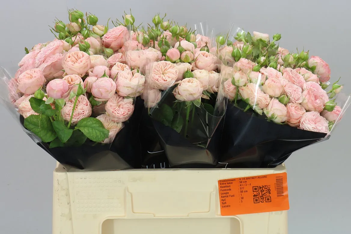 Rosa Tr Royal Blush • 50 cm