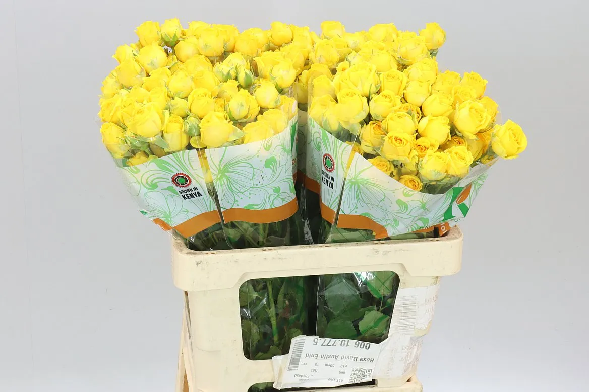 Rosa Tr Tarantella • 60 cm