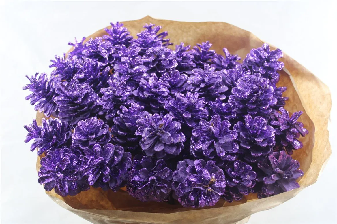 Pine Cone Purple Gl, sušené • 50 cm