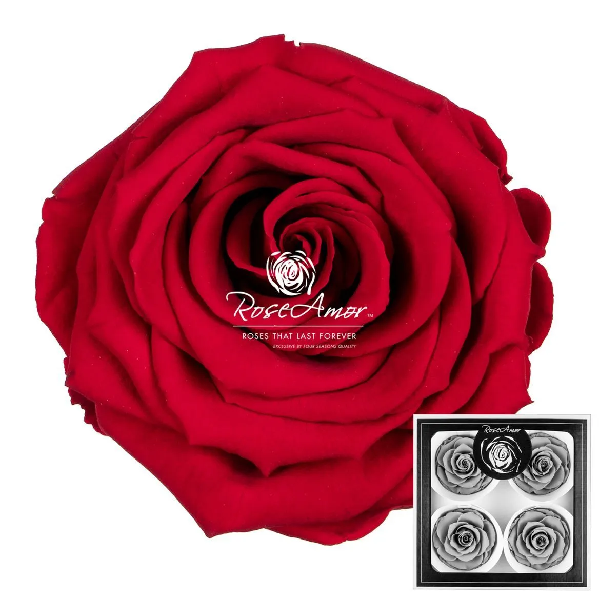 Pres. Bellisima Red02