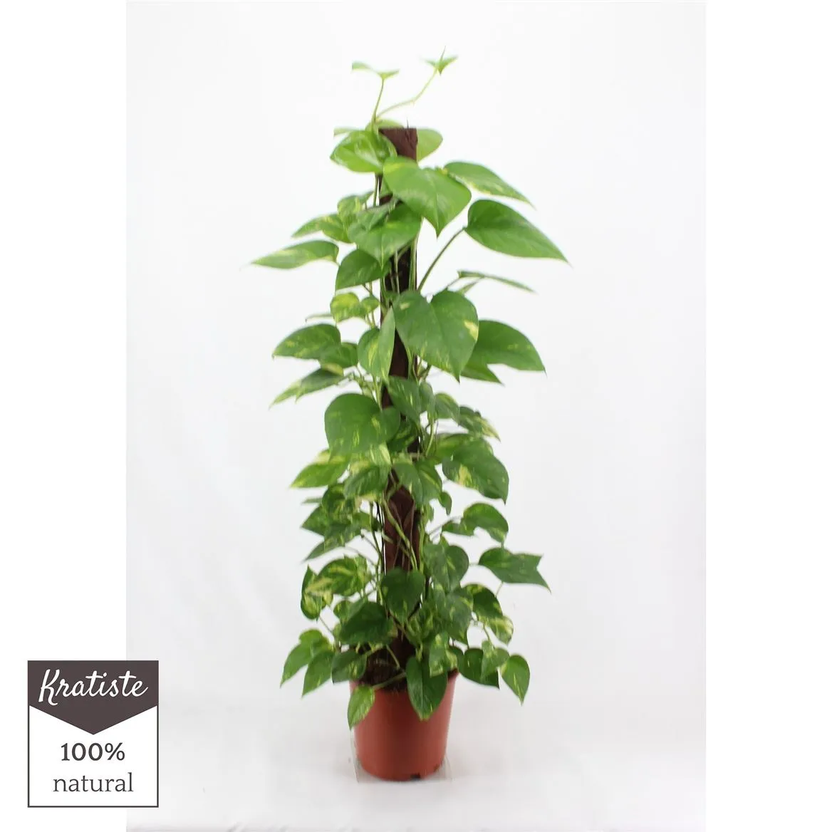 Epipremnum Aureum Mosstok • črepník 24 cm
