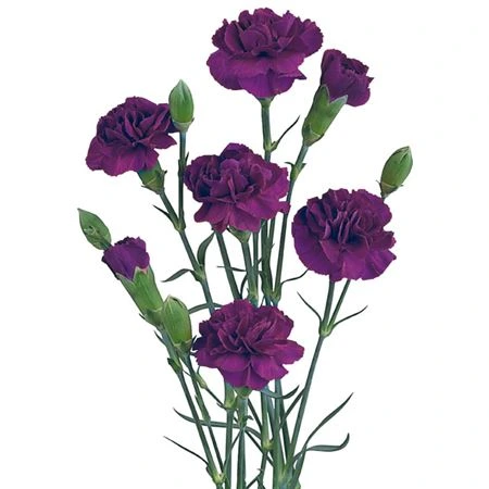 Karafiát trsový Purple Box • 65 cm