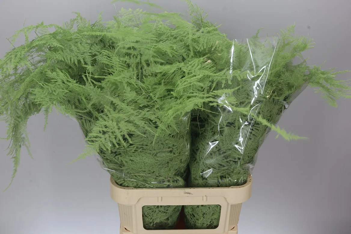 Asparágus Lang Getopt Mint • 85 cm