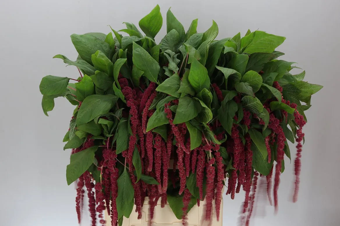 Amarant Ca Red Cord • 70 cm