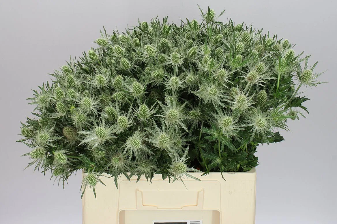 Eryngium Whit Lagoon • 60 cm