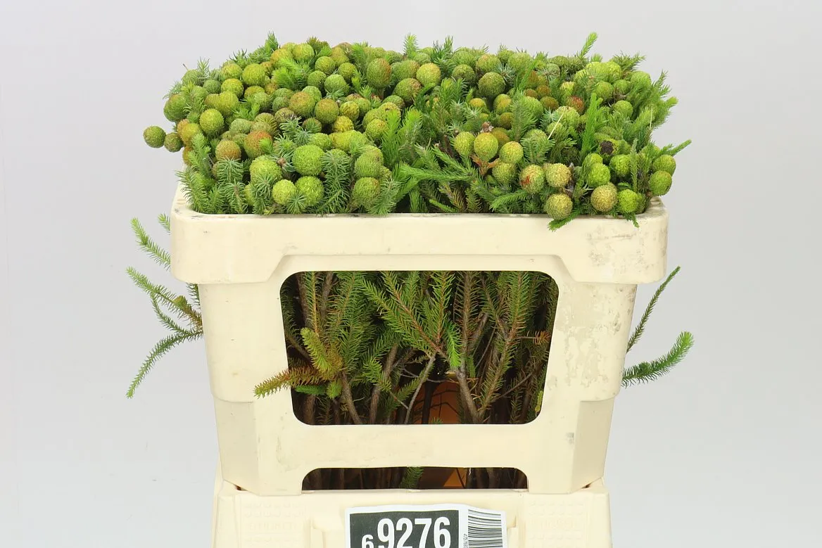 Kaaps Berzelia Galpinii • 50 cm