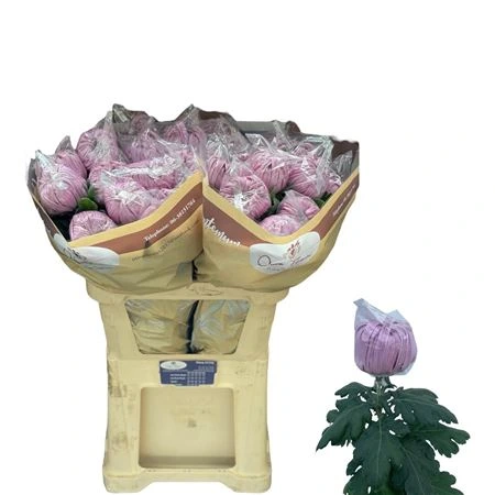 Chryzantéma veľkokvetá Vienna Pink • 80 cm