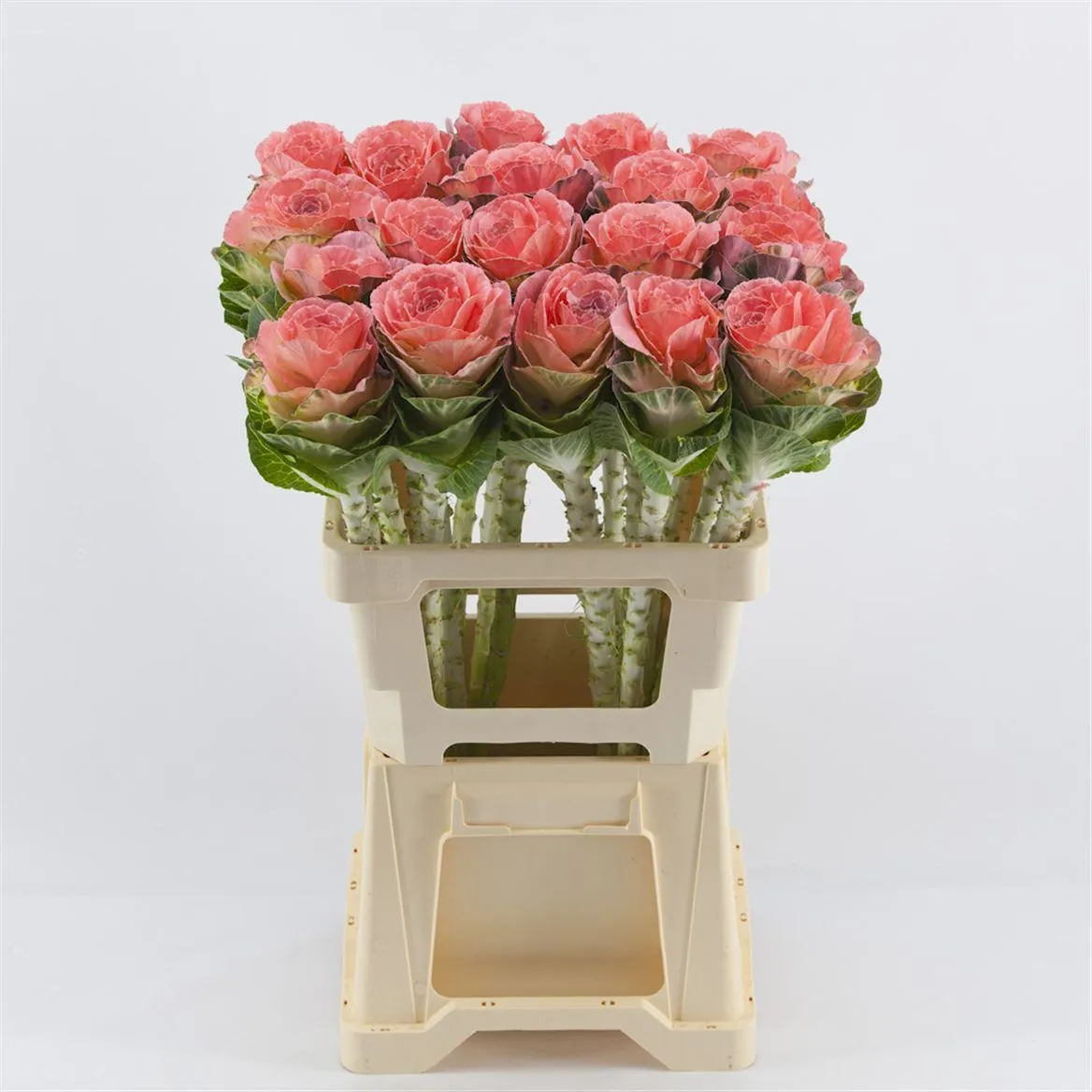 Brassica Painted Pink • 60 cm