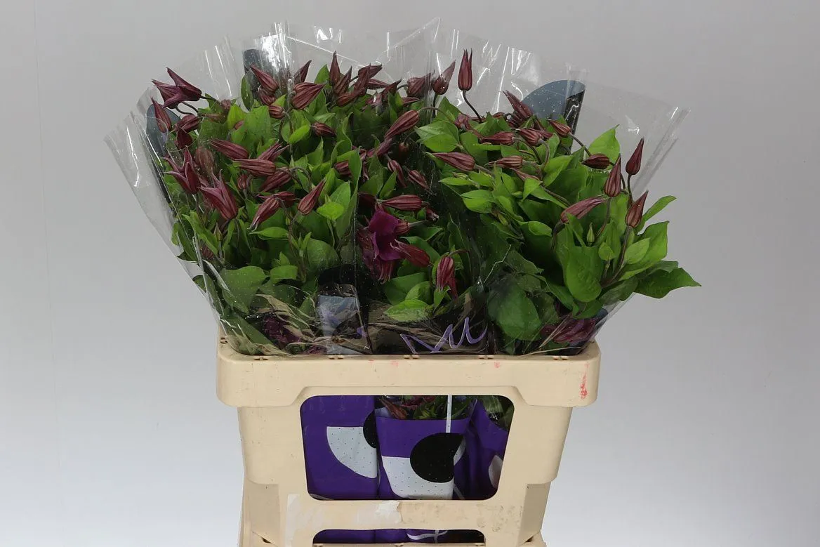 Clematis Amazing Kyiv • 60 cm