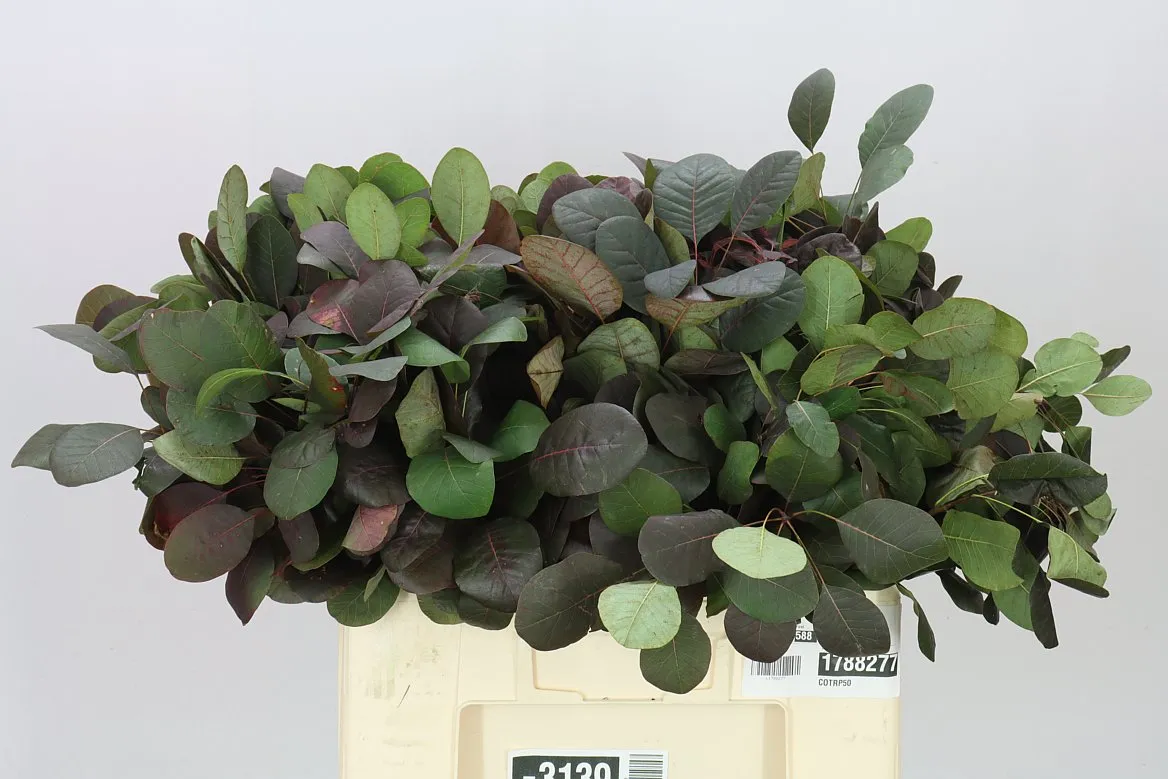 Cotinus Blad • 50 cm
