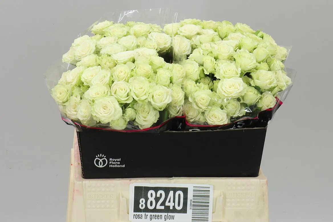 Rosa Tr Green Glow • 40 cm
