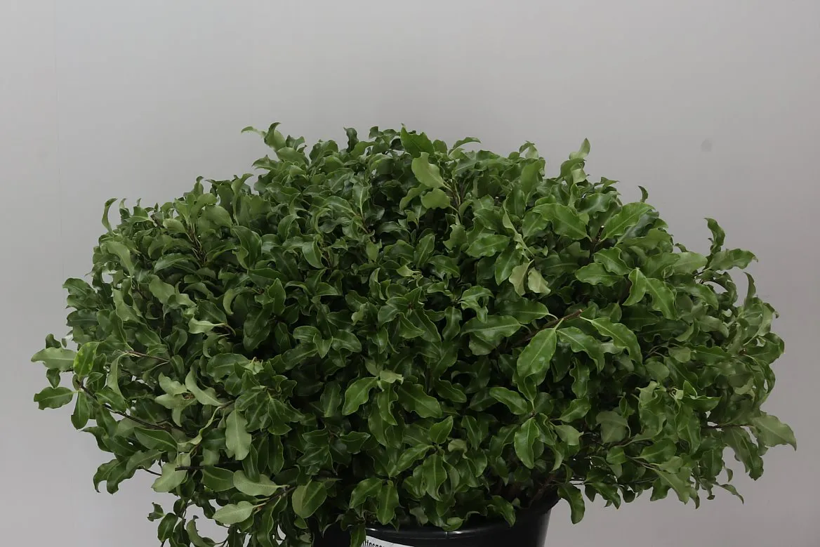 Pittosporum Green • 53 cm