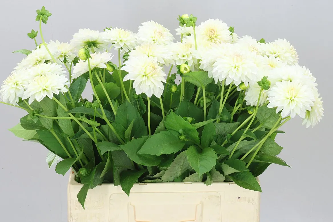 Dahlia Snow Cap • 55 cm