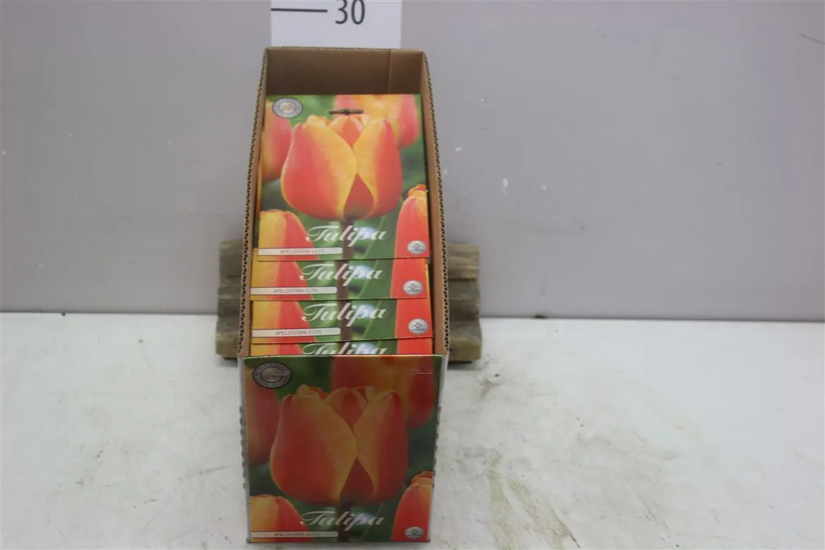 Bol Tulp Darwin Apeldoorn Elite X10