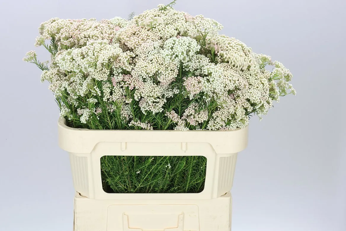Ozothamus Light Pink Spray • 70 cm
