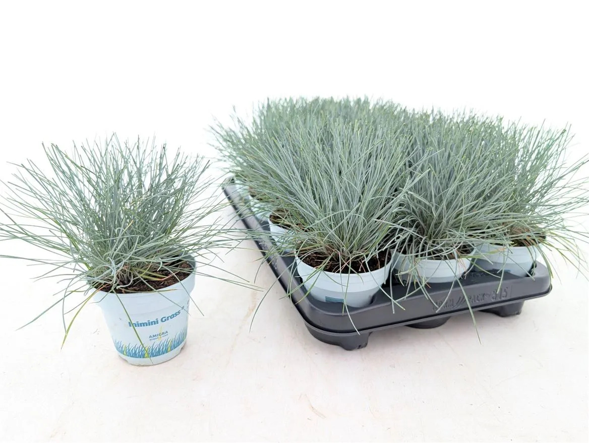 Festuca Gl. Compacta Blue • črepník 10,5 cm