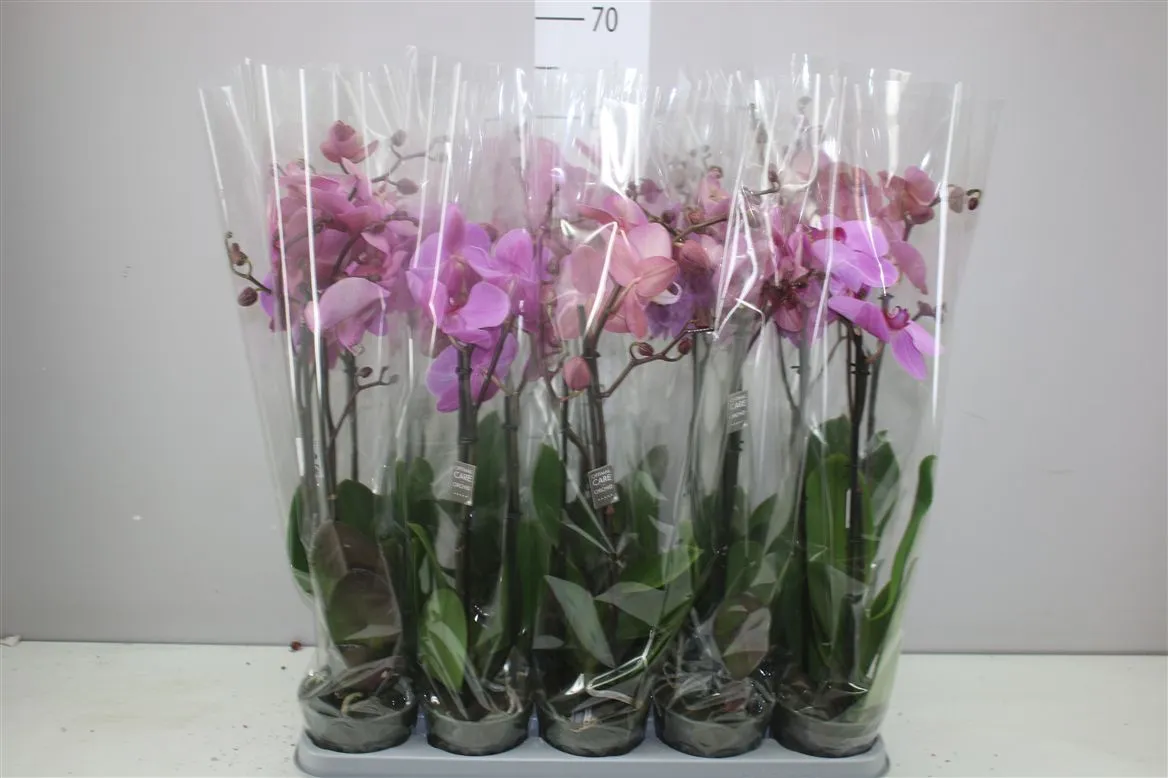Orchidea Phalaenopsis Pinko mix, 2 výhony • črepník 12 cm