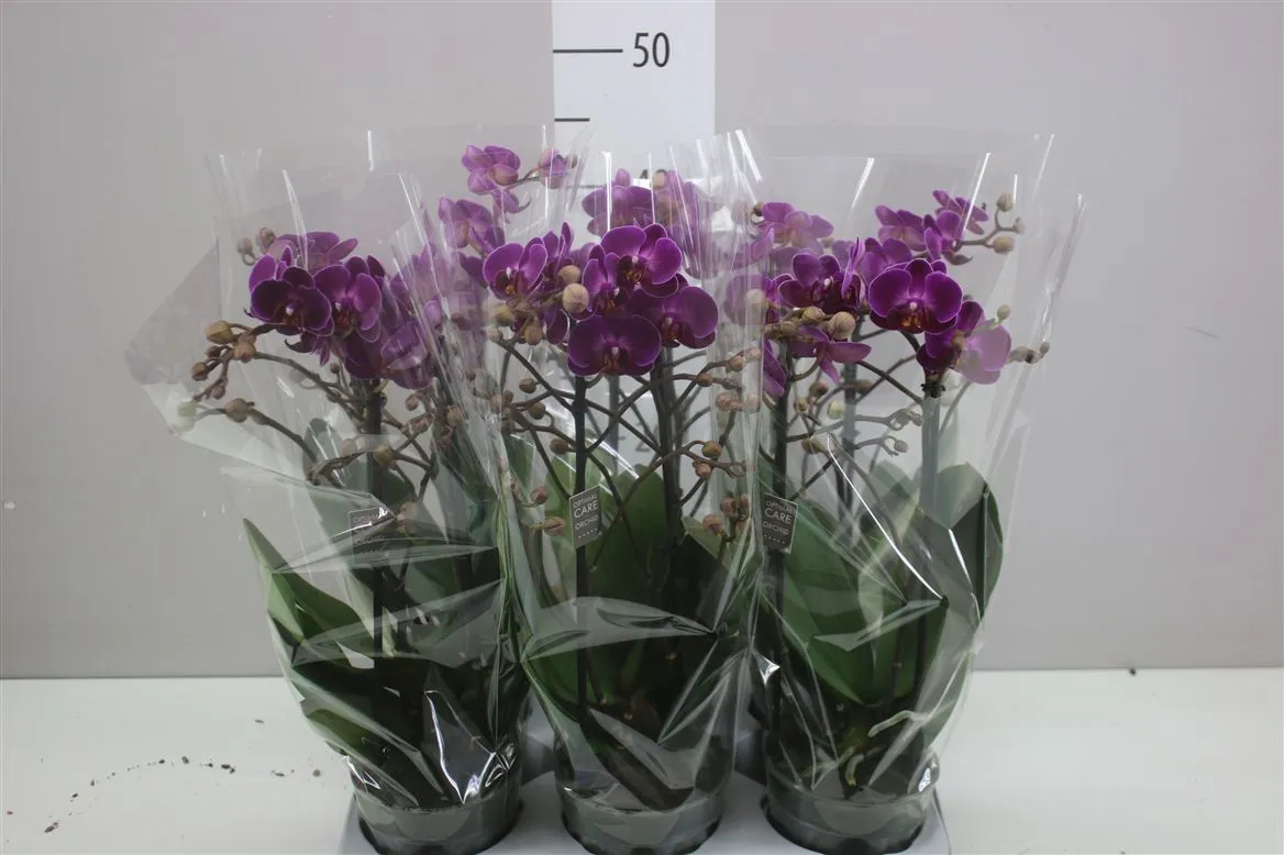 Orchidea Phalaenopsis Mtfl Morelia, 2 výhony • črepník 12 cm