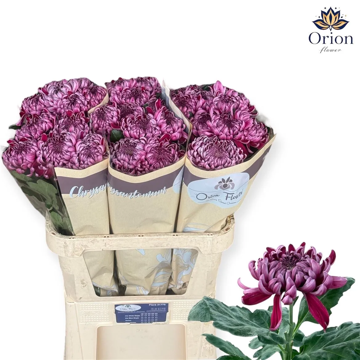 Chr G Gilbert L Purple • 80 cm