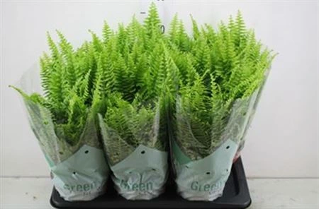 Nephrolepis Green Moments • črepník 17 cm